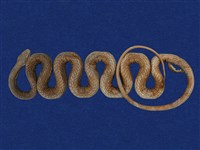 藏品(過山刀)的圖片